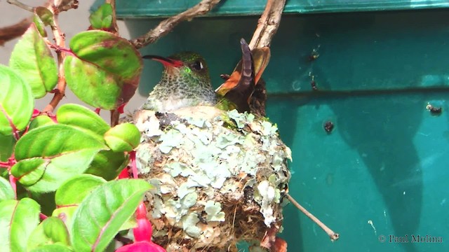 Amazilia Hummingbird - ML201711891