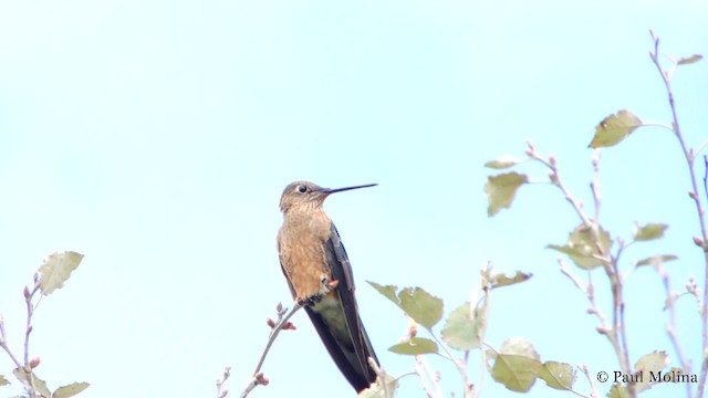 kolibřík velký - ML201711961