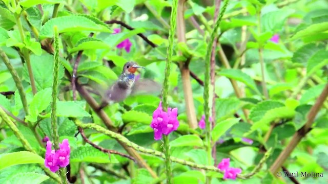 kolibřík savanový - ML201711971