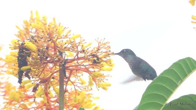 Many-spotted Hummingbird - ML201712071