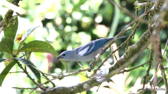 Blue-gray Tanager (White-edged) - ML201712201