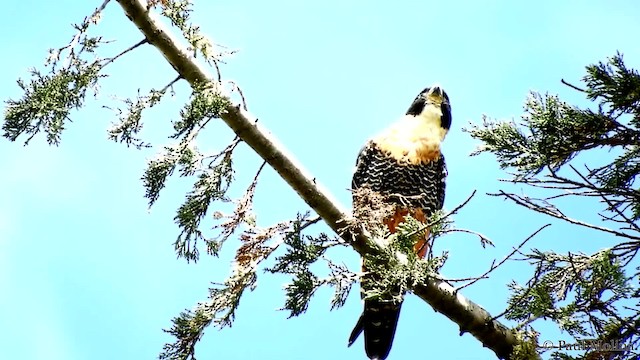 Orange-breasted Falcon - ML201712341