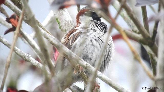House Sparrow - ML201712351