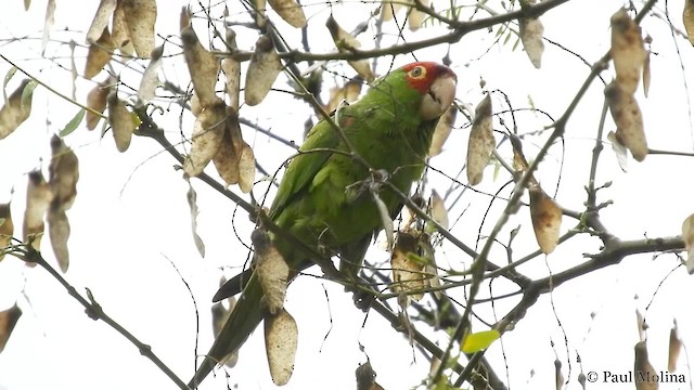 Guayaquil Papağanı - ML201712451