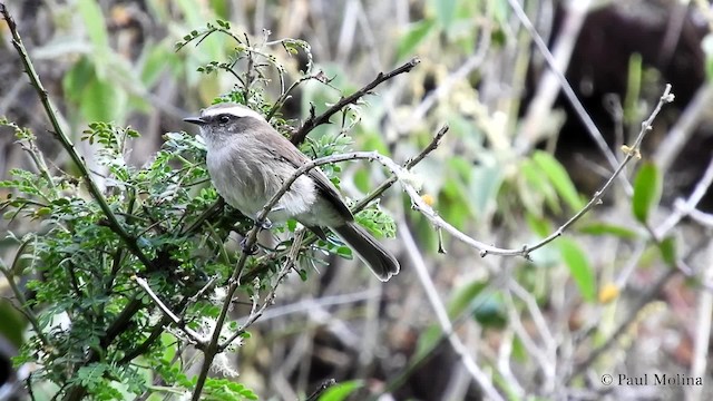 White-browed Chat-Tyrant - ML201712471