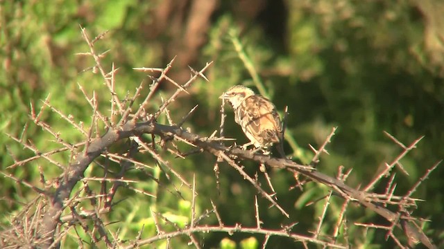 Shelley's Rufous Sparrow - ML201712651