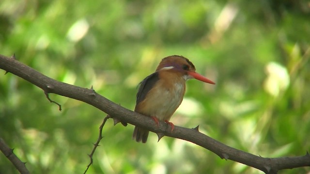 African Pygmy Kingfisher - ML201713021