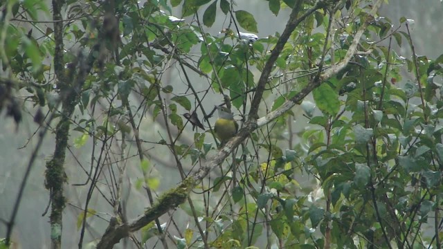 Green-backed Becard (Green-backed) - ML201713151
