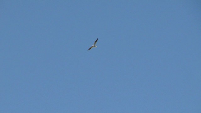 White-tailed Kite - ML201713341