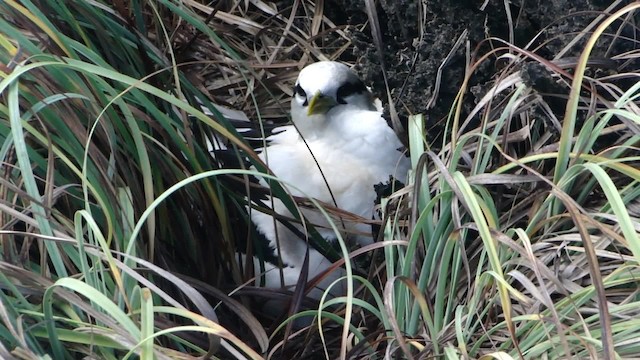 White-tailed Tropicbird - ML201713531