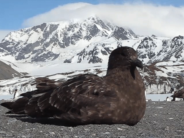 Brown Skua (Subantarctic) - ML201713611