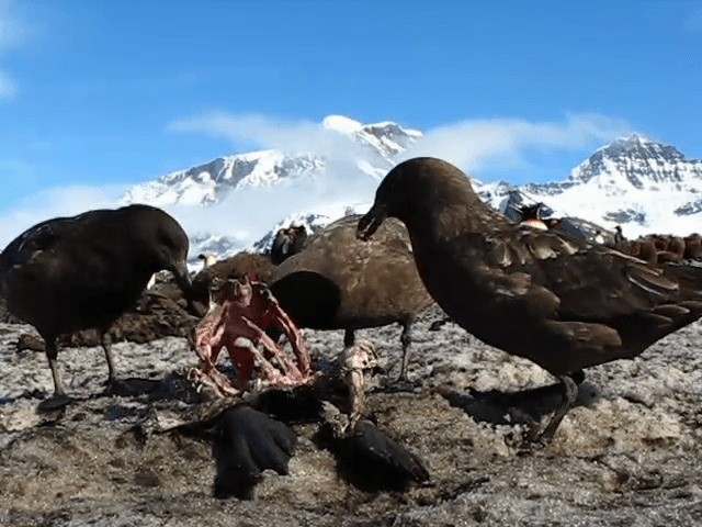 Brown Skua (Subantarctic) - ML201713621