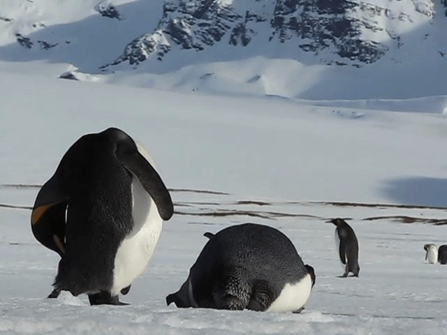 tučňák patagonský - ML201713701