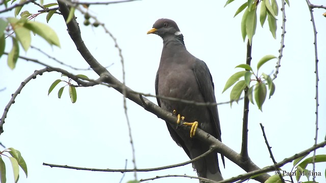 Pigeon à queue barrée (groupe albilinea) - ML201713951