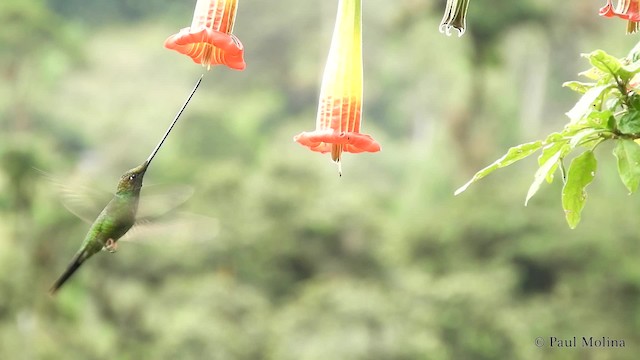 Sword-billed Hummingbird - ML201714041