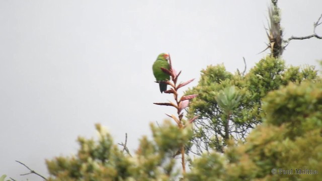 Red-faced Parrot - ML201714091