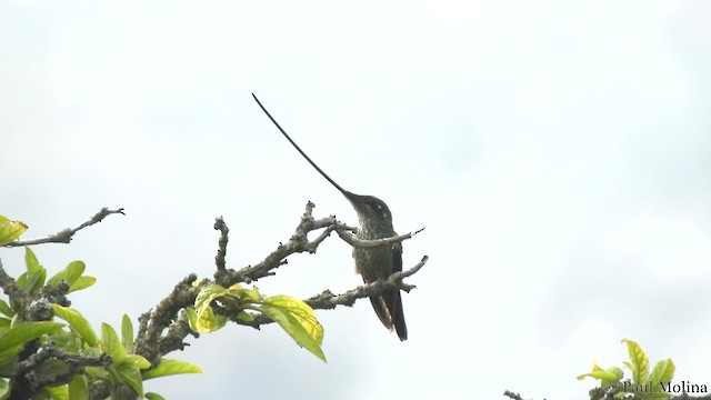 Sword-billed Hummingbird - ML201714301