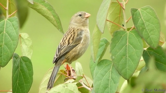 Plain-colored Seedeater - ML201714331