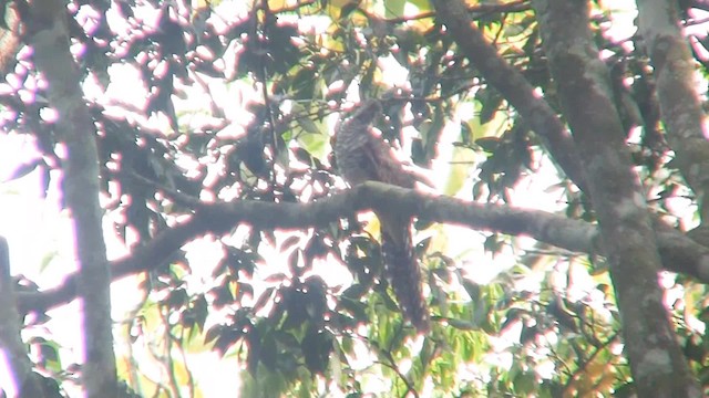 Dusky Long-tailed Cuckoo - ML201714921