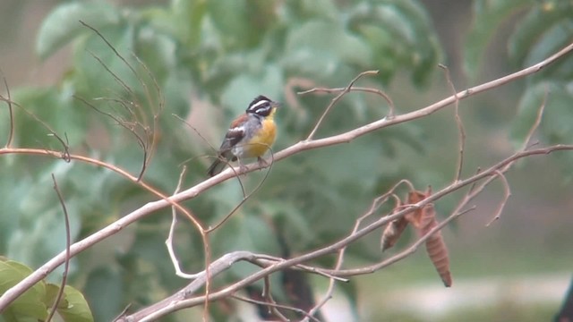 Golden-breasted Bunting - ML201714941