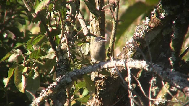 Western Tinkerbird (Eastern) - ML201715191