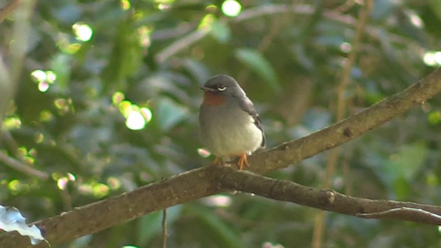 Rufous-throated Solitaire (Rufous-throated) - ML201715371