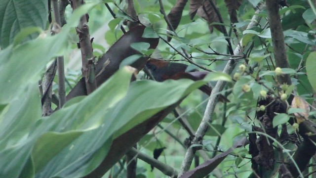 Pinto's Spinetail - ML201715591