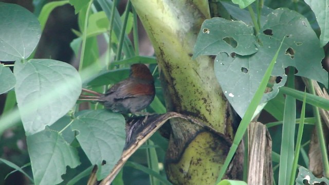 Pinto's Spinetail - ML201715601