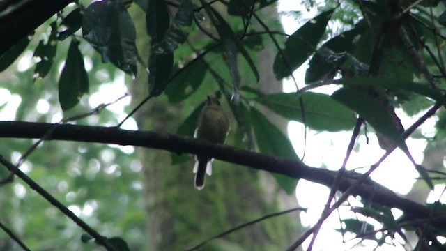 Sepia-capped Flycatcher - ML201715661