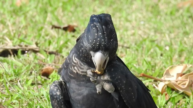 Red-tailed Black-Cockatoo - ML201715961