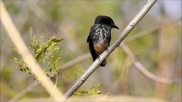 Northern Fantail (Rote) - ML201716011