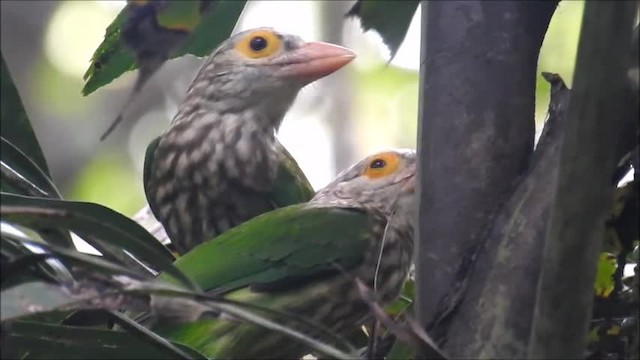 Lineated Barbet - ML201716141