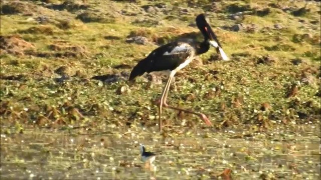 Black-necked Stork - ML201716291