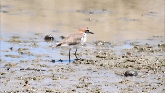 Red-capped Plover - ML201716391