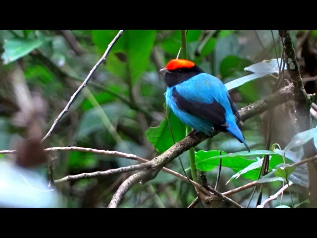 Swallow-tailed Manakin - ML201716591