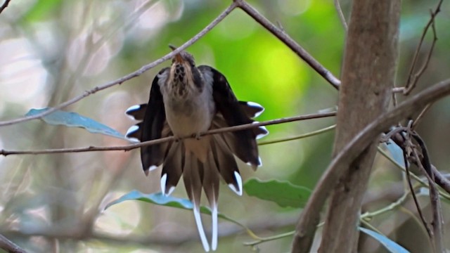 kolibřík šupinkohrdlý - ML201716611