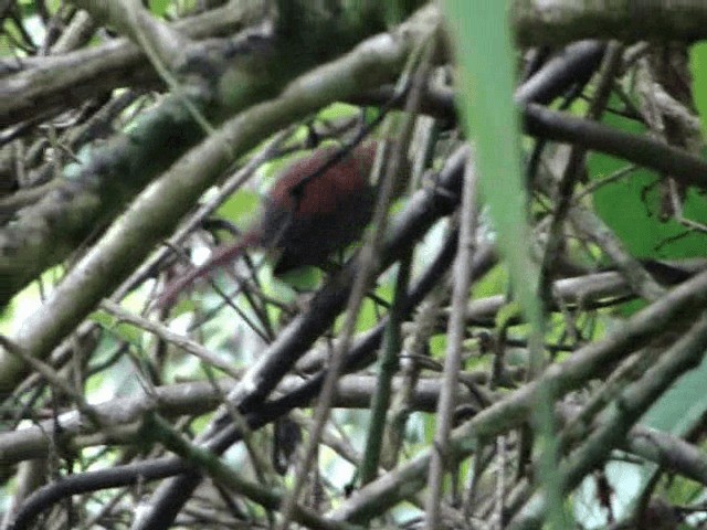 Pinto's Spinetail - ML201716841