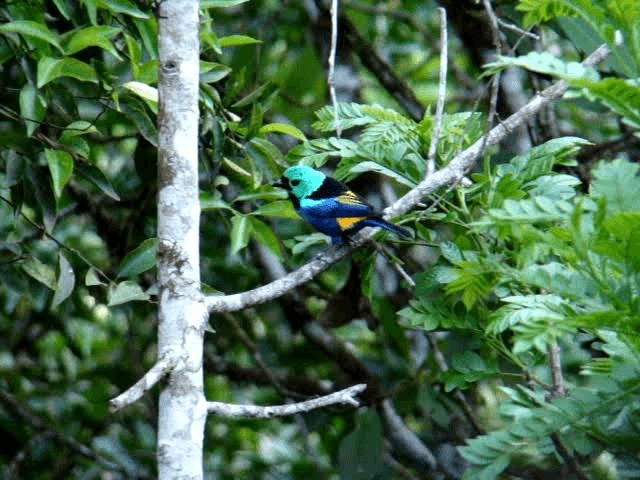 Seven-colored Tanager - ML201716881