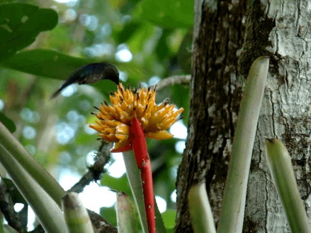 kolibřík pralesní - ML201716921