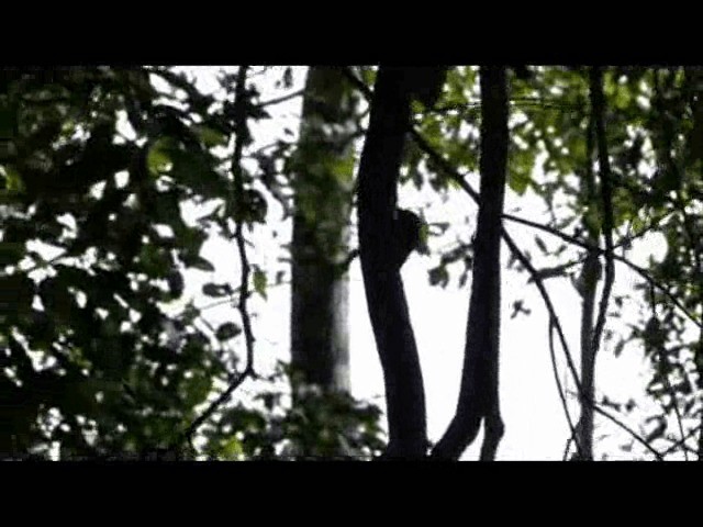 Дереволаз-серподзьоб амазонійський - ML201717071