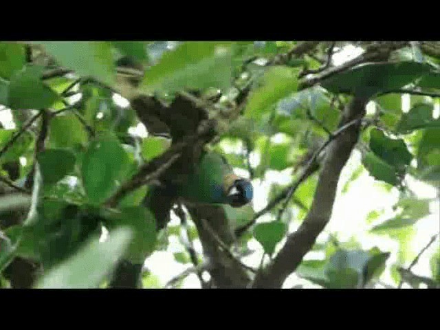 Red-necked Tanager - ML201717131