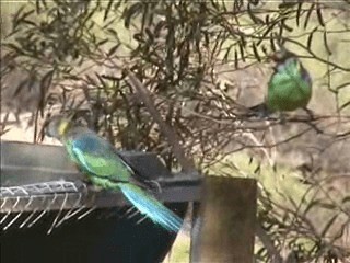Воротничковый попугай (barnardi) - ML201717201