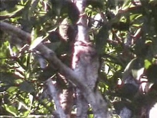 Papuan Frogmouth - ML201717581