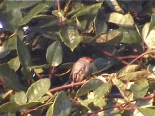 Red-browed Firetail - ML201717601