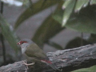 Red-browed Firetail - ML201717611