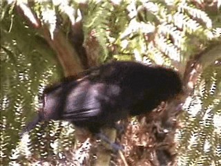 Victoriaparadiesvogel - ML201717641
