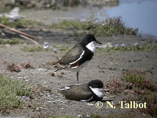 Red-kneed Dotterel - ML201717991