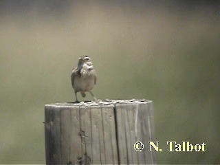 Singing Bushlark (Australasian) - ML201718031