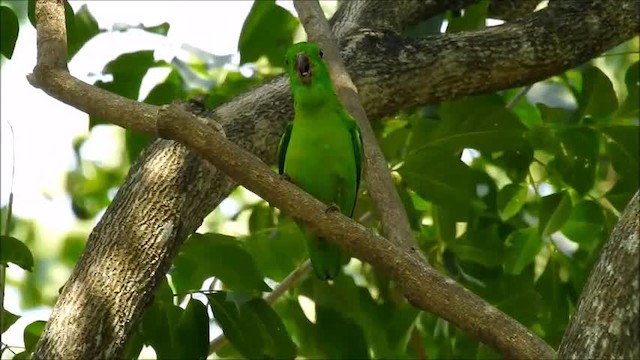 Blue-crowned Hanging-Parrot - ML201718331
