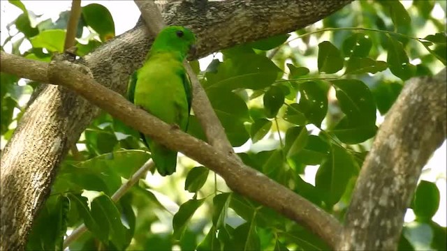 Blue-crowned Hanging-Parrot - ML201718341
